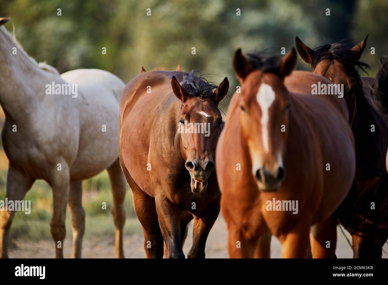 Horse yawning in a Herd of Domesticated young horses in a field with