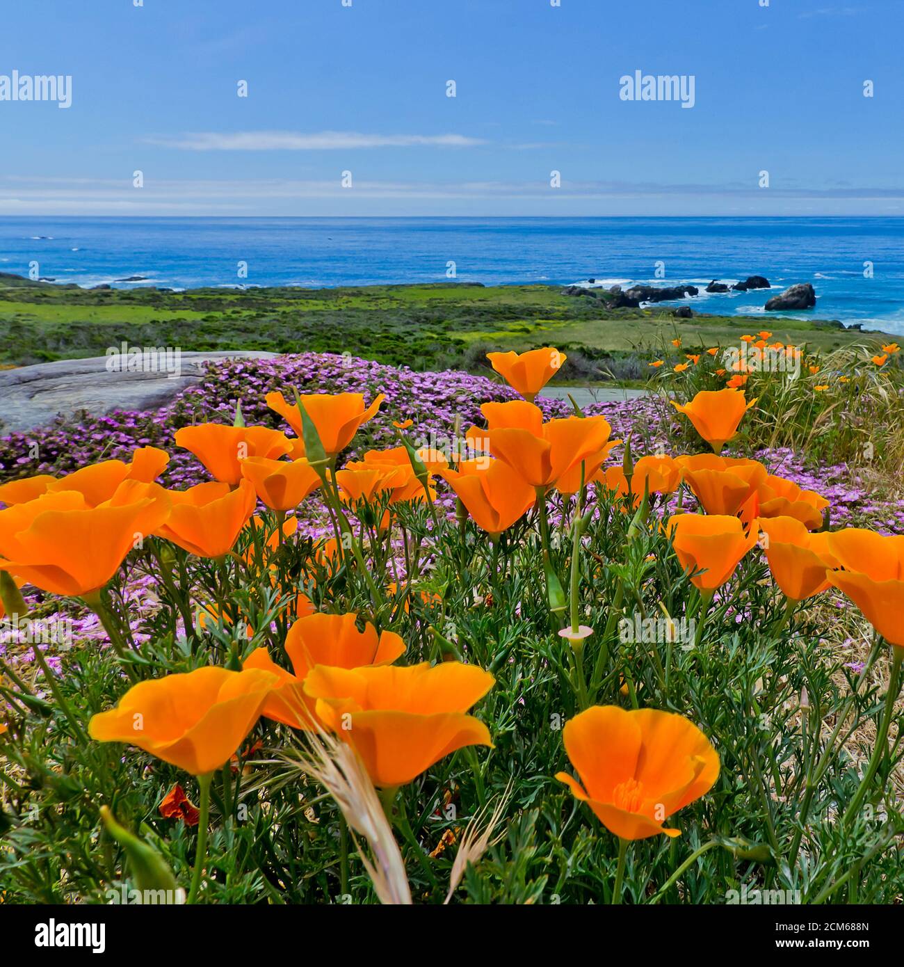 Beautiful orange flowers on the California coast. Pacific Ocean ...