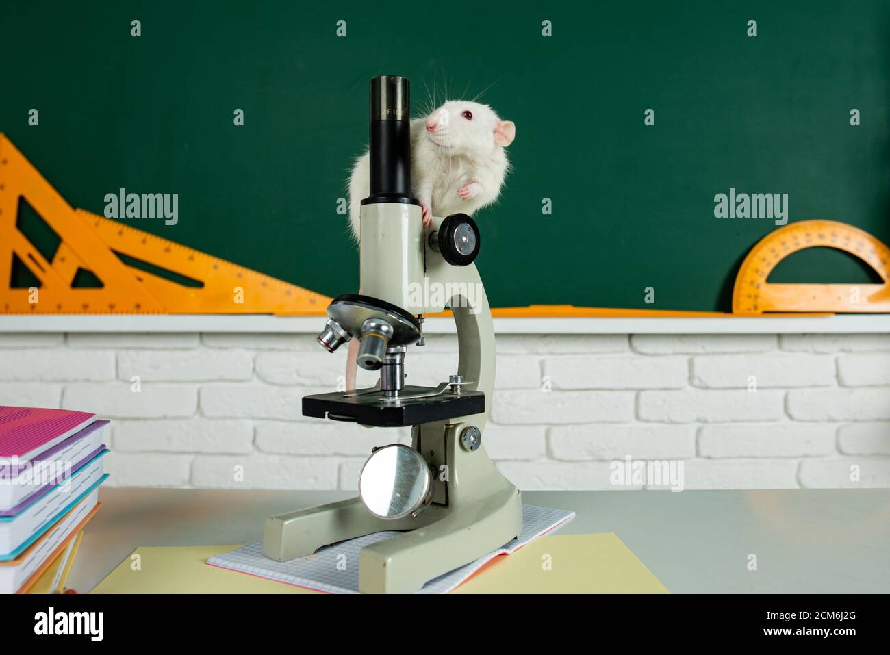 White test rat sitting on microscope. Concept testing of drugs
