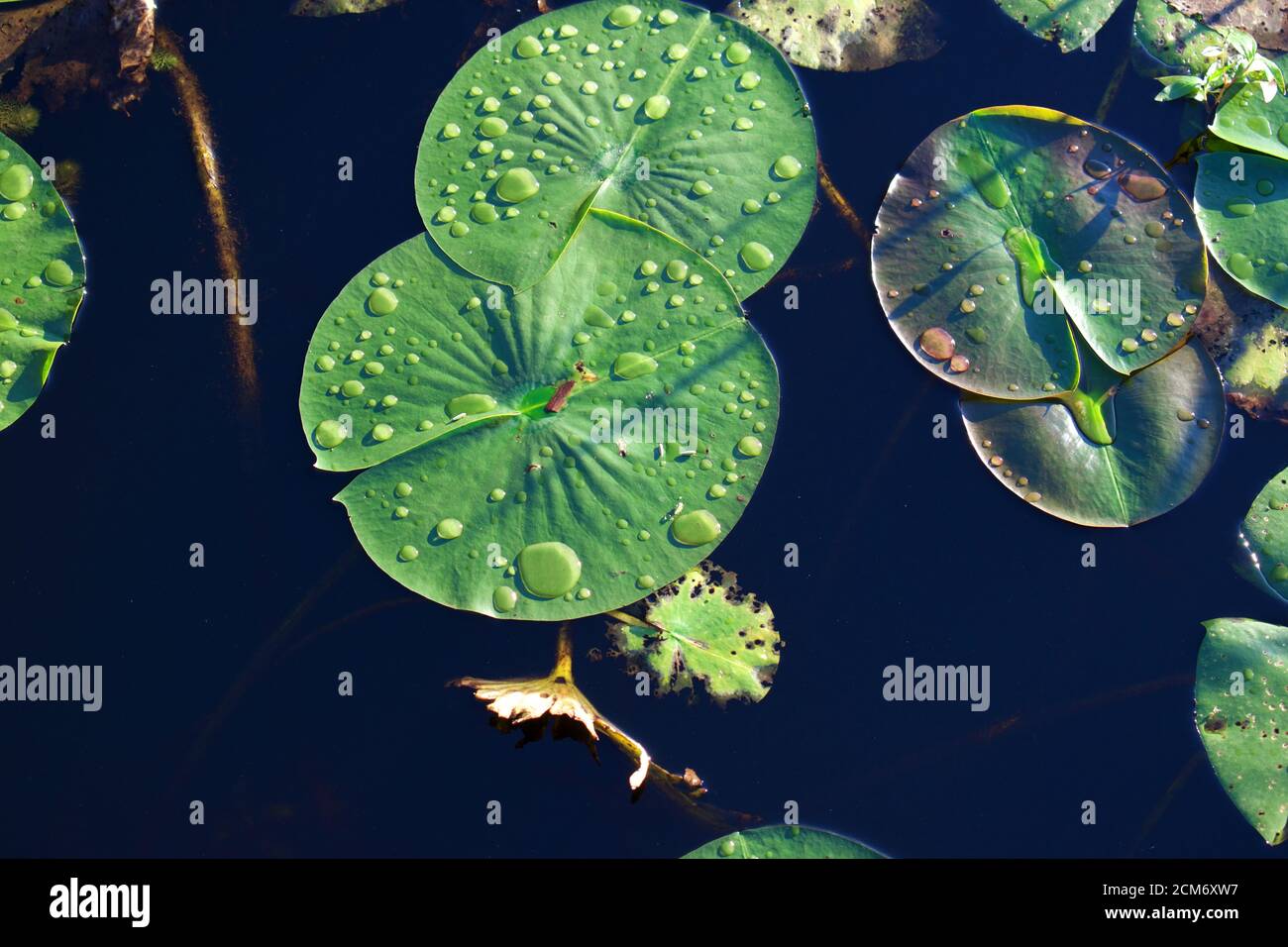 Lily pad floating on top hires stock photography and images Alamy