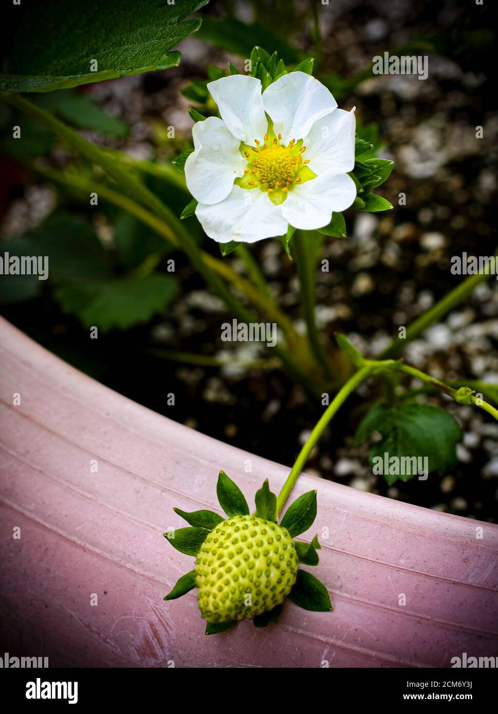 Garden plants and flowers Stock Photo Alamy