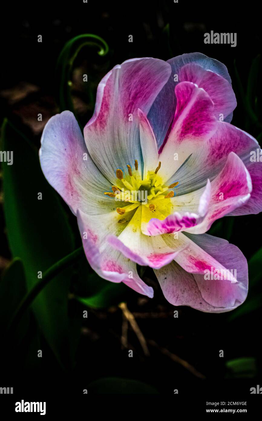 Plants photography hi-res stock photography and images - Alamy