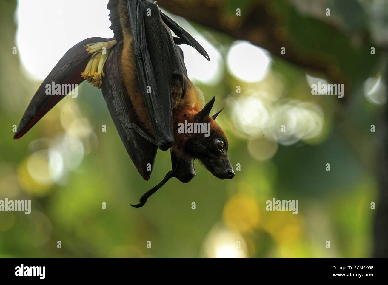 Indian flying fox on the banana flower, Kerala's ecosphere is home to ...
