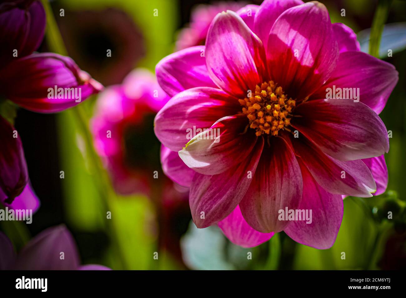 Garden plants and flowers Stock Photo Alamy