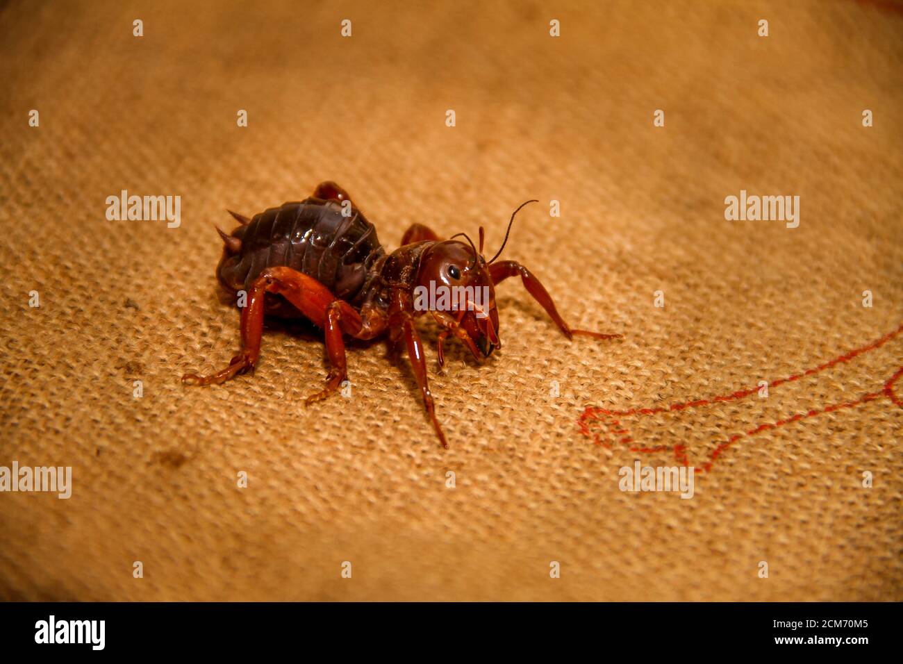 Jerusalem crickets are a group of large, flightless insects of the ...
