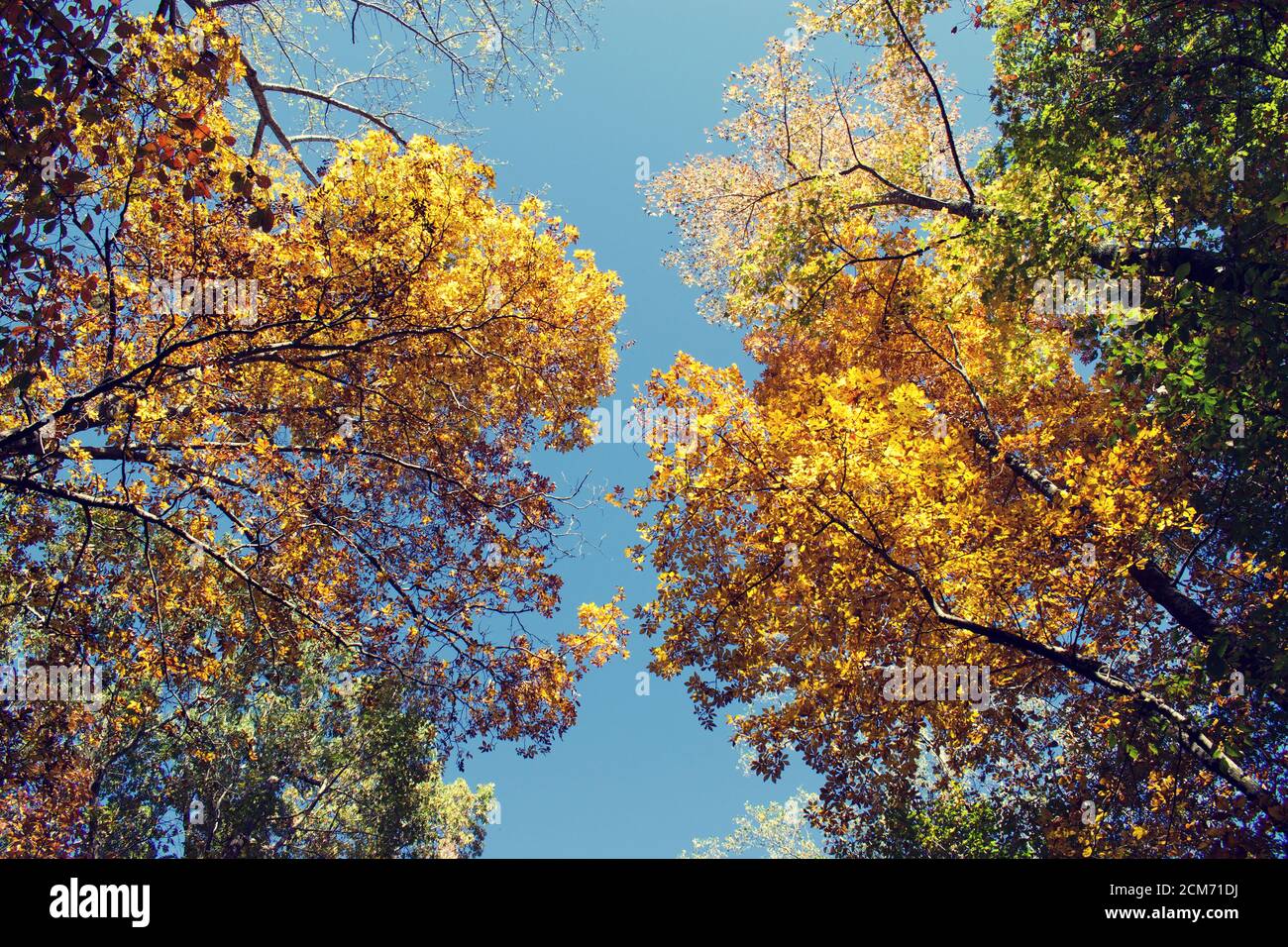 Tree canopy of fall leaves hi-res stock photography and images - Alamy