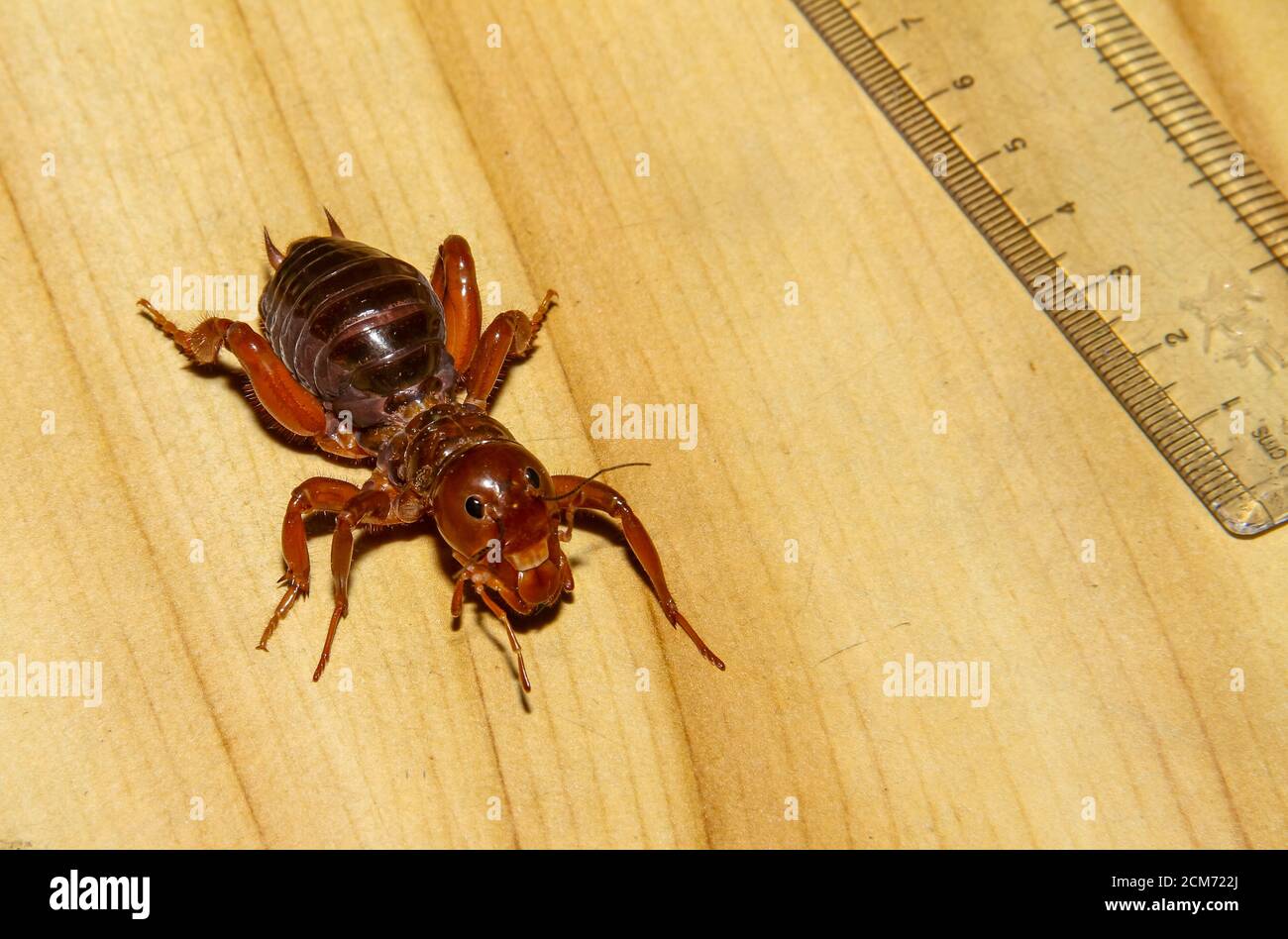 Jerusalem crickets are a group of large, flightless insects of the ...