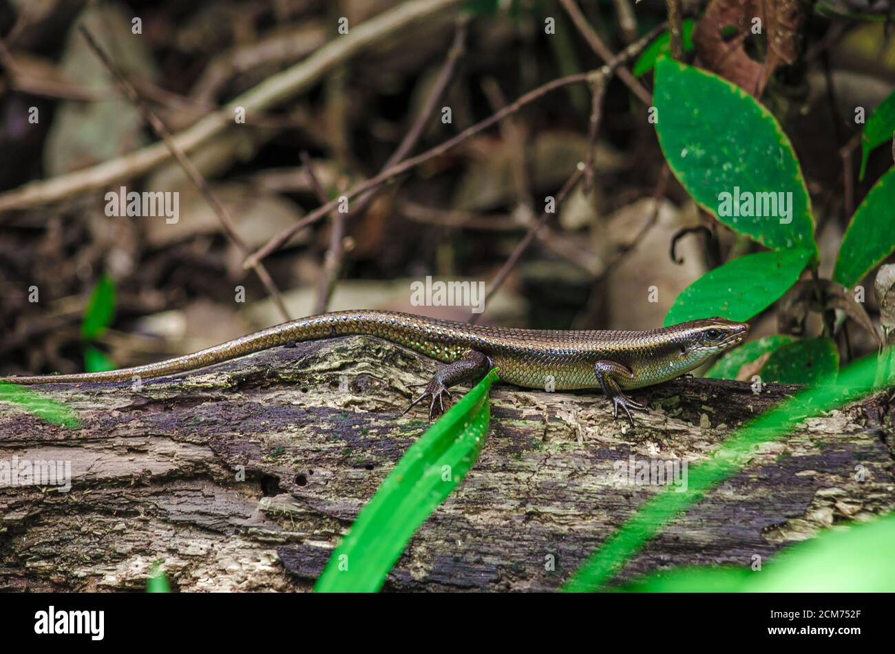 rare lizard, in natural habitat, Baco national park Malaysia
