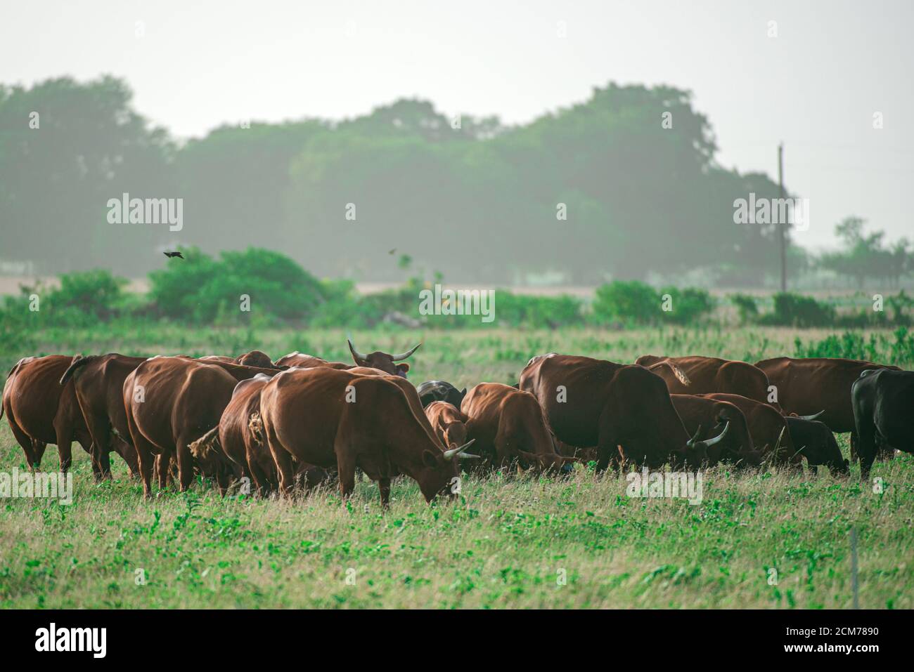 landscape with herd of cow grazing on green field with fresh grass ...