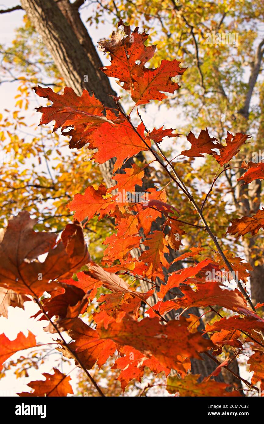 Tress and leaves hi-res stock photography and images - Alamy