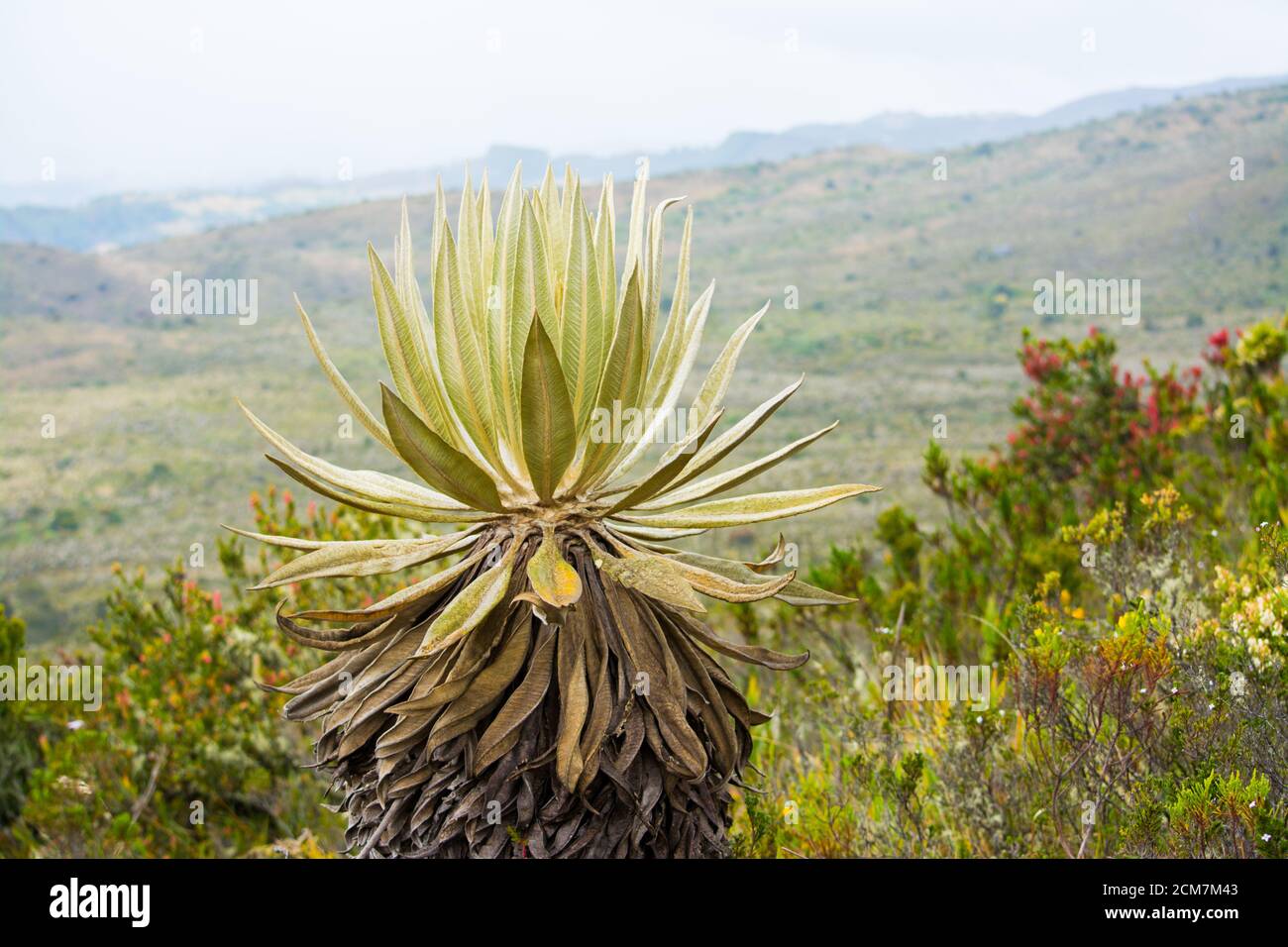 Speletia grandiflora, Colombian frailejon in a paramo, photo of a frailejon in a paramo in the mountain. latin american frailejon paramo in Andes Stock Photo