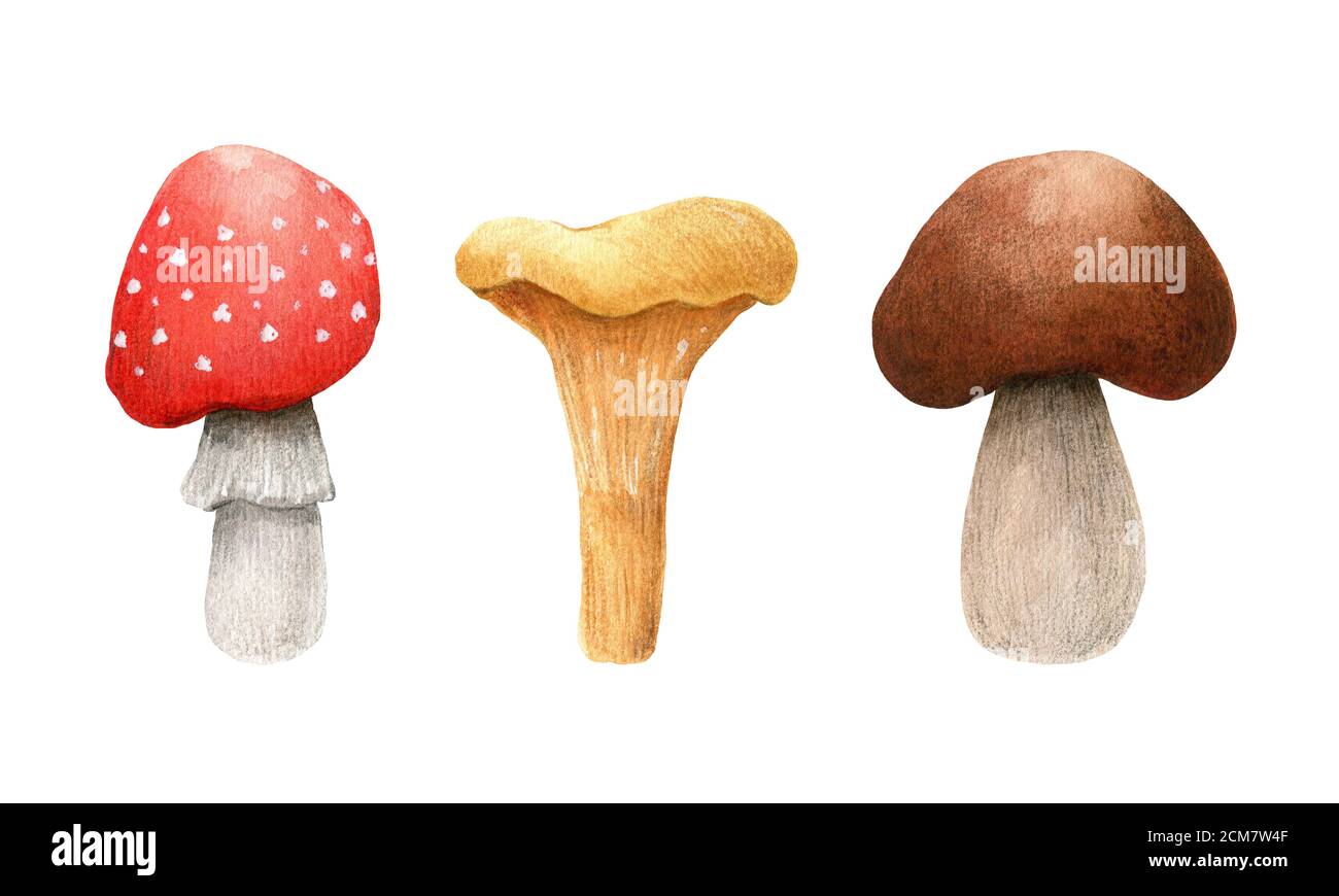 Set of forest mushrooms isolated on white background. Amanita