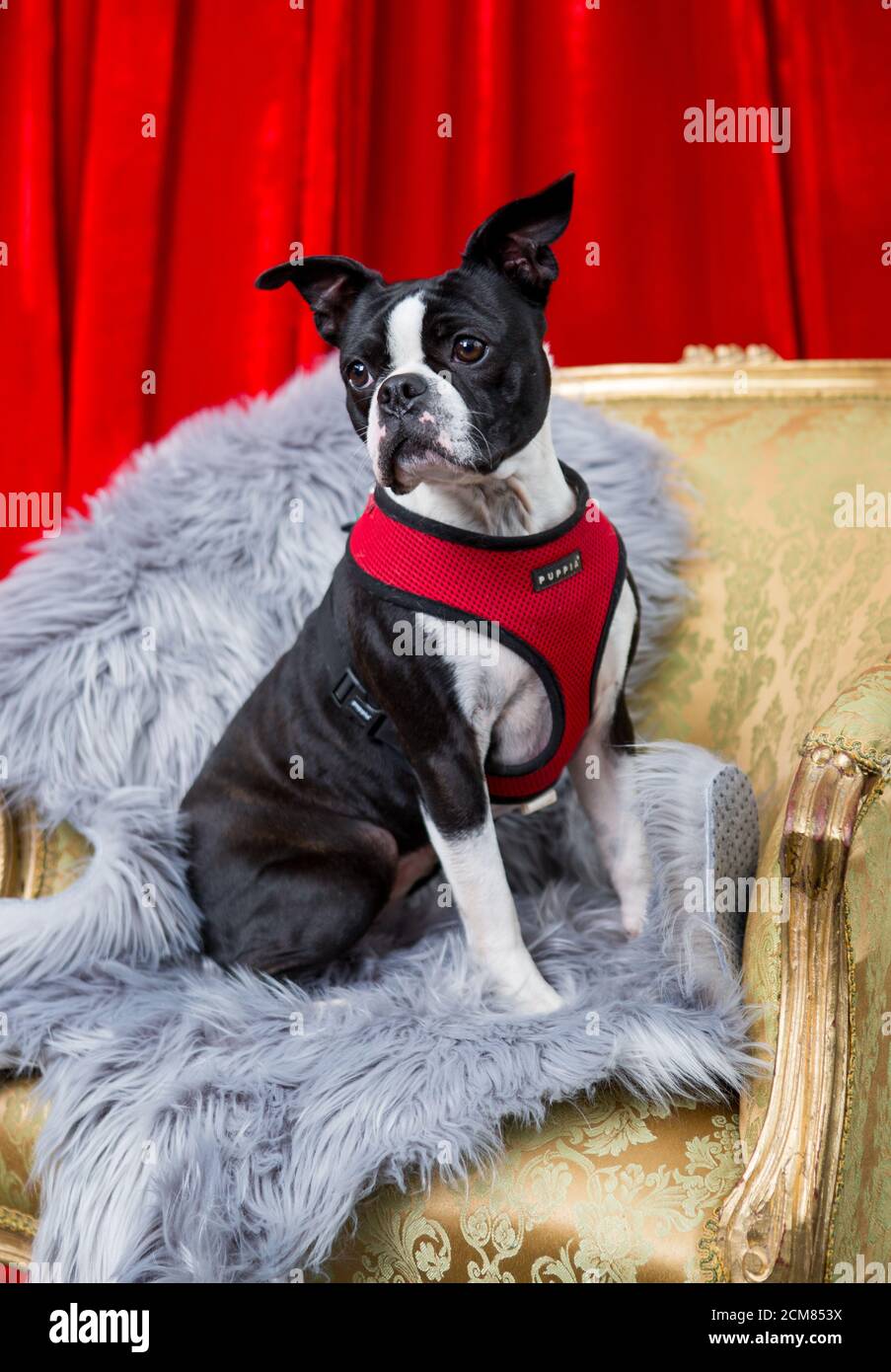 Walking a dog on harness hi-res stock photography and images - Alamy
