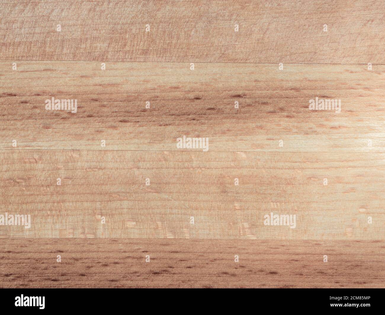 Light beech wood texture background surface with natural pattern, close