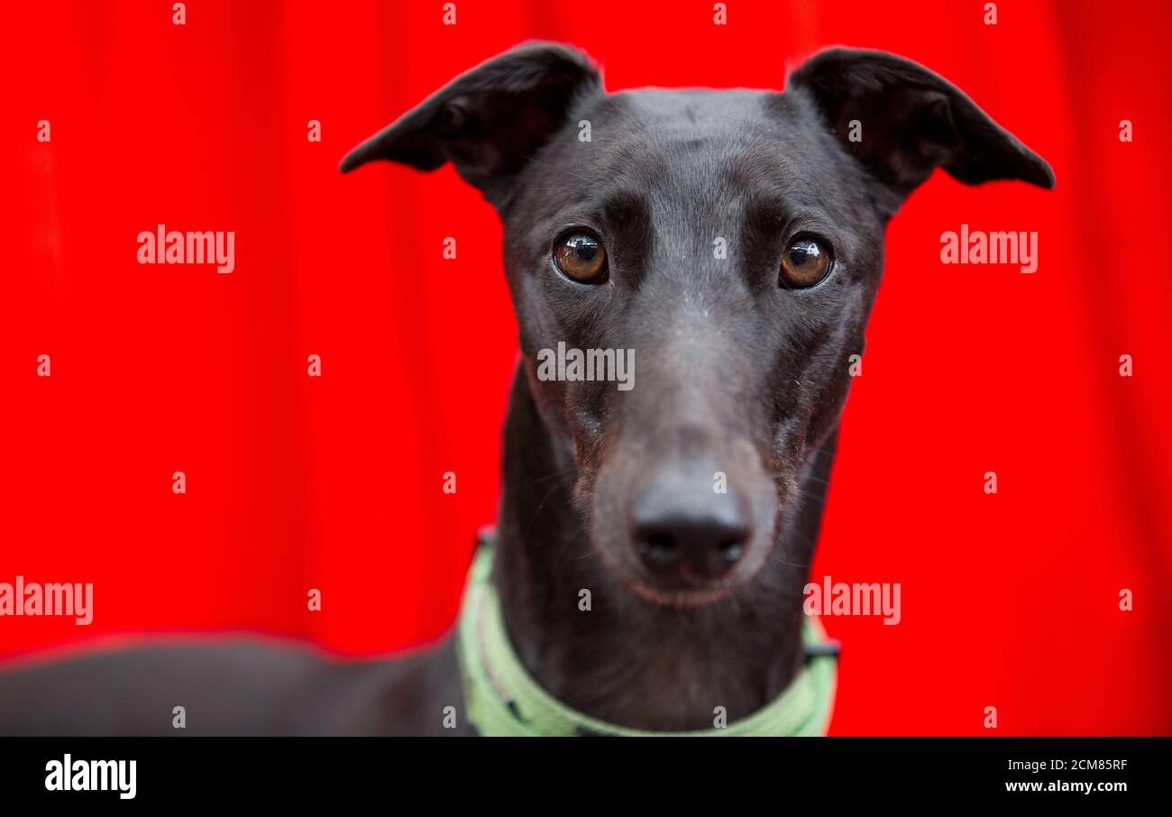 Nervous greyhound posing for photos Stock Photo