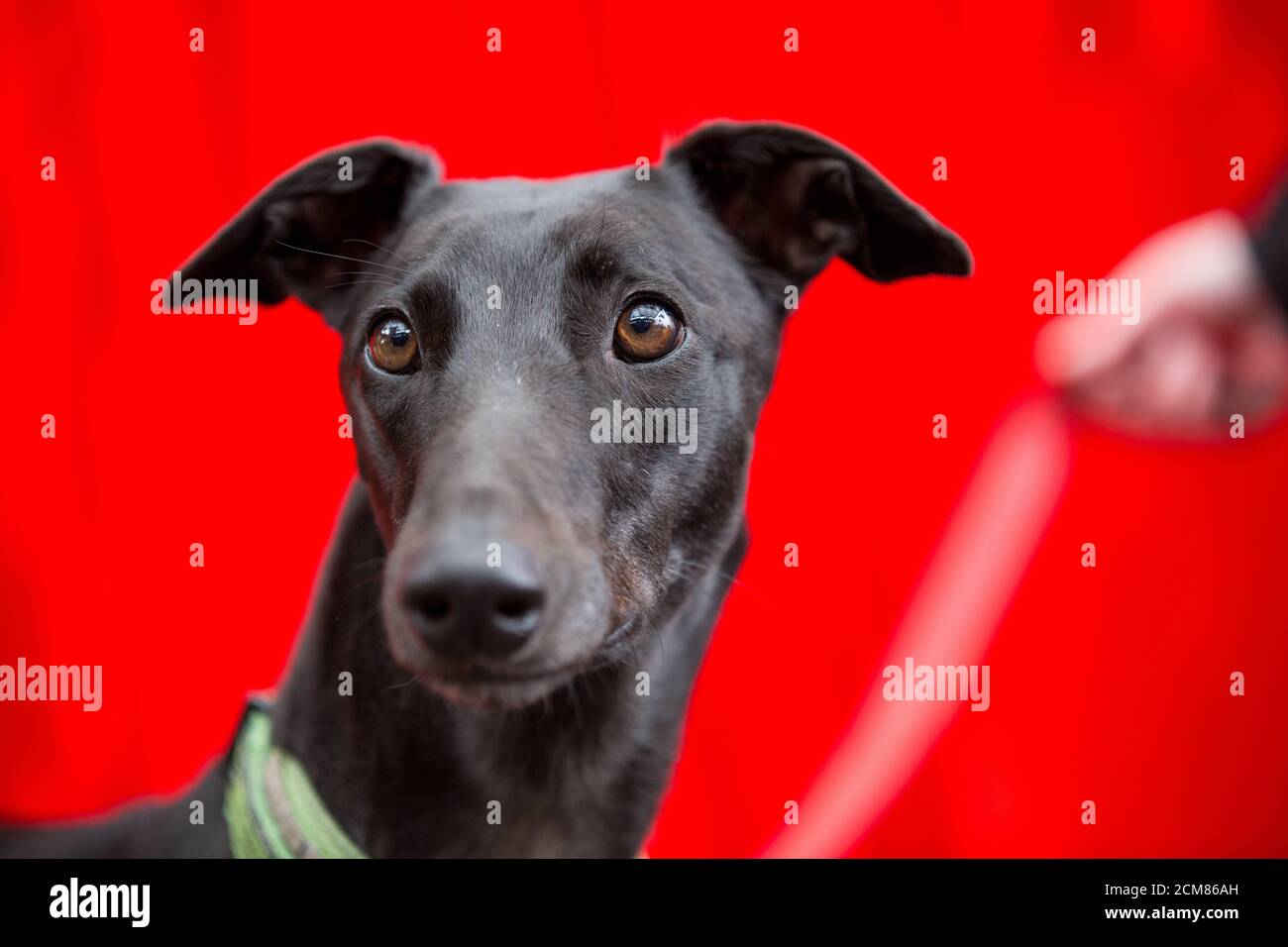 Nervous greyhound posing for photos Stock Photo Alamy