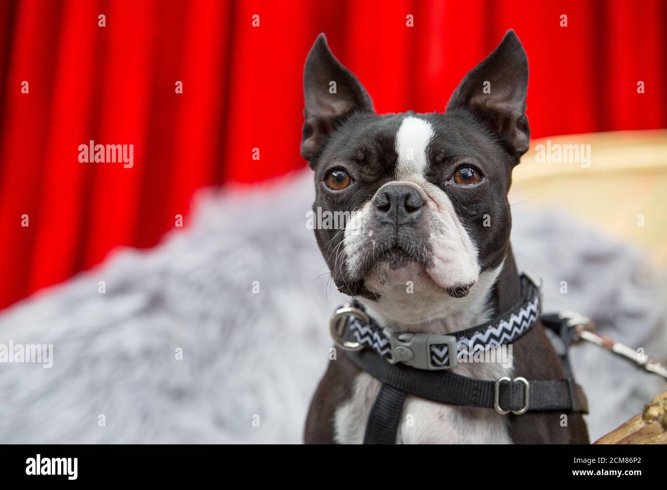 Boston Terrier Stock Photo
