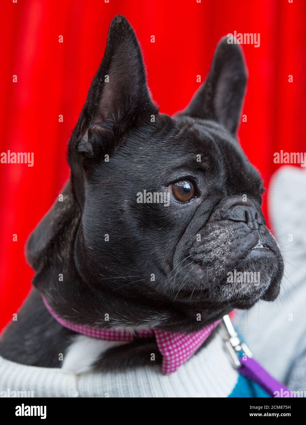 French Bulldog wearing a bow tie Stock Photo