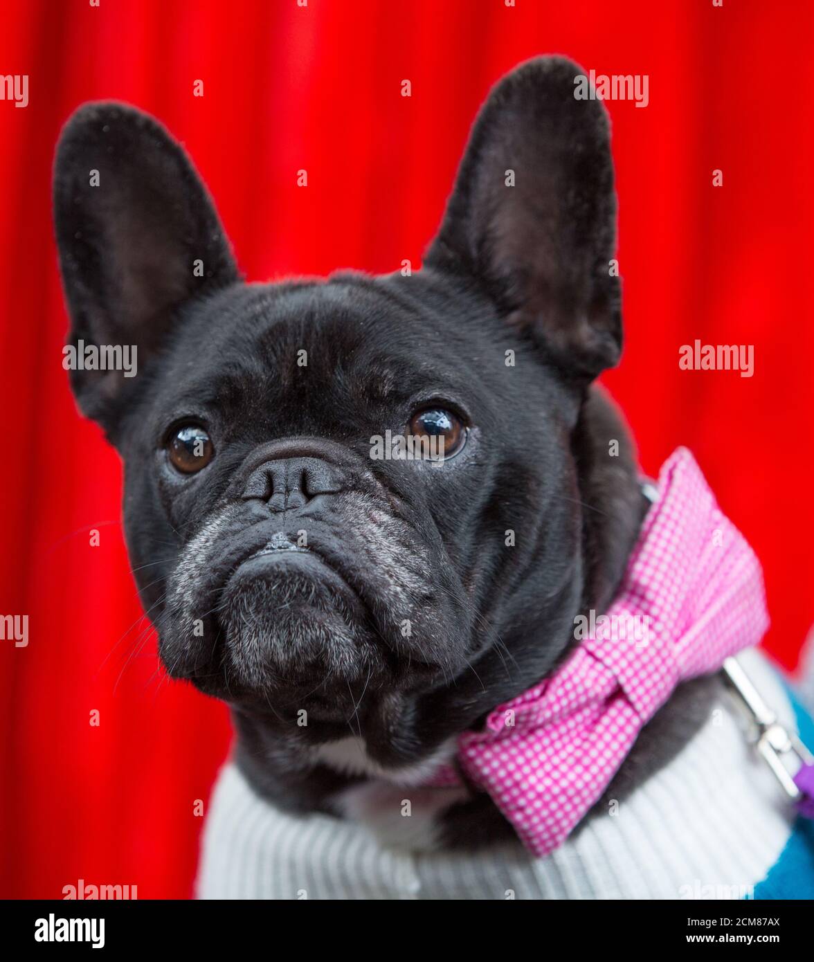 French Bulldog wearing a bow tie Stock Photo