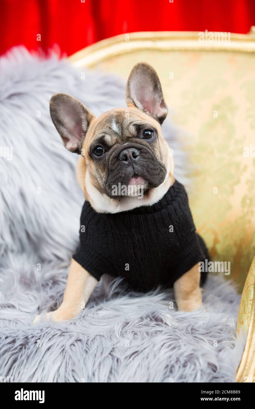 French Bulldog wearing a winter sweater Stock Photo