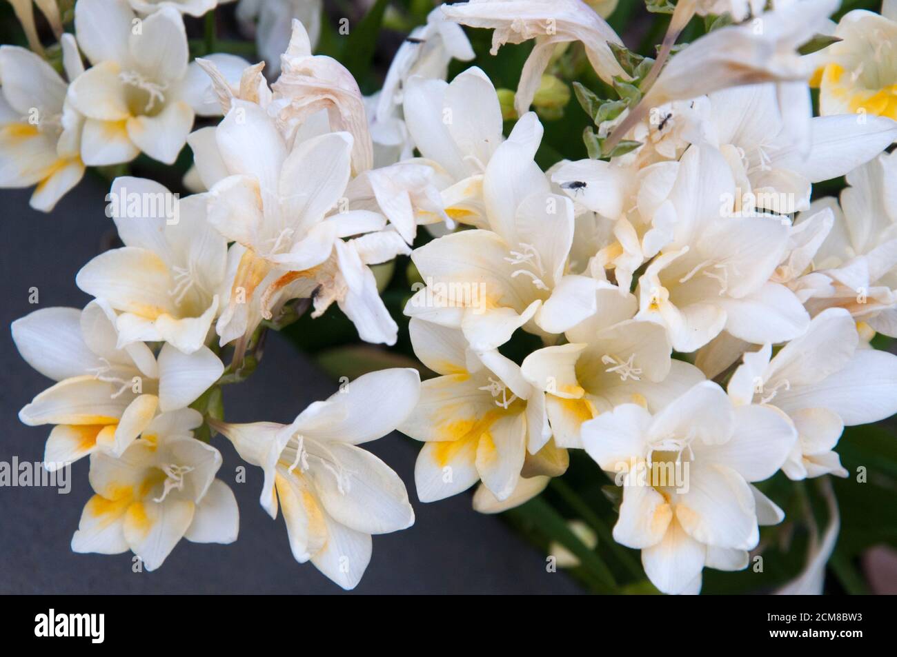 Freesias in flower, Melbourne, August 2020 Stock Photo