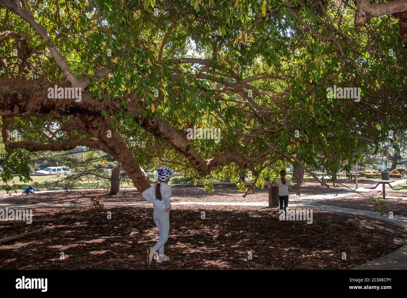 Elsternwick's Hopetoun Gardens are home to several significant trees. Melbourne, Australia Stock Photo