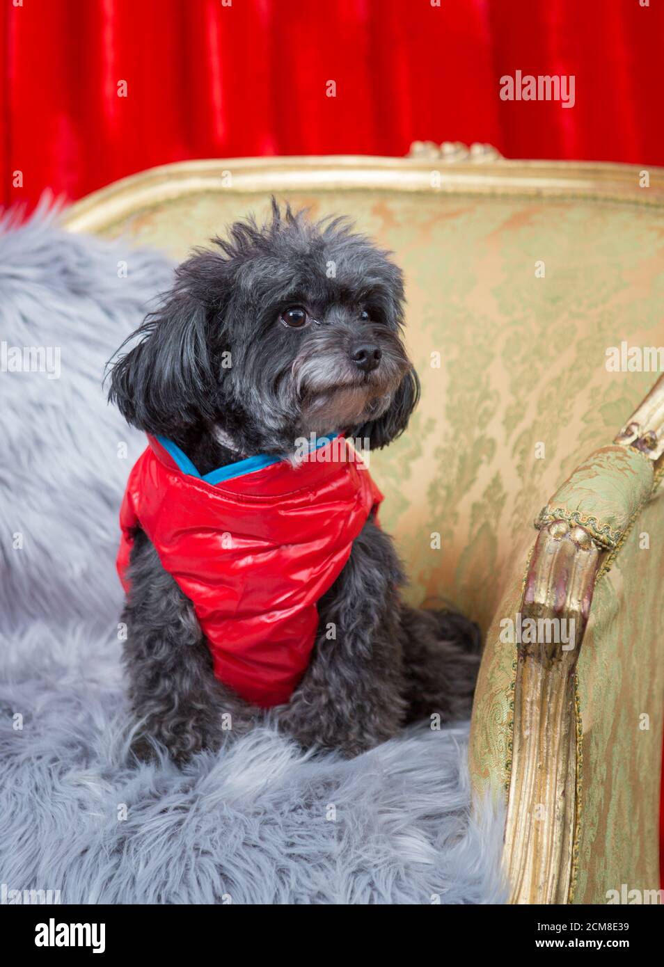 Small scruffy dog wearing a winter coat Stock Photo