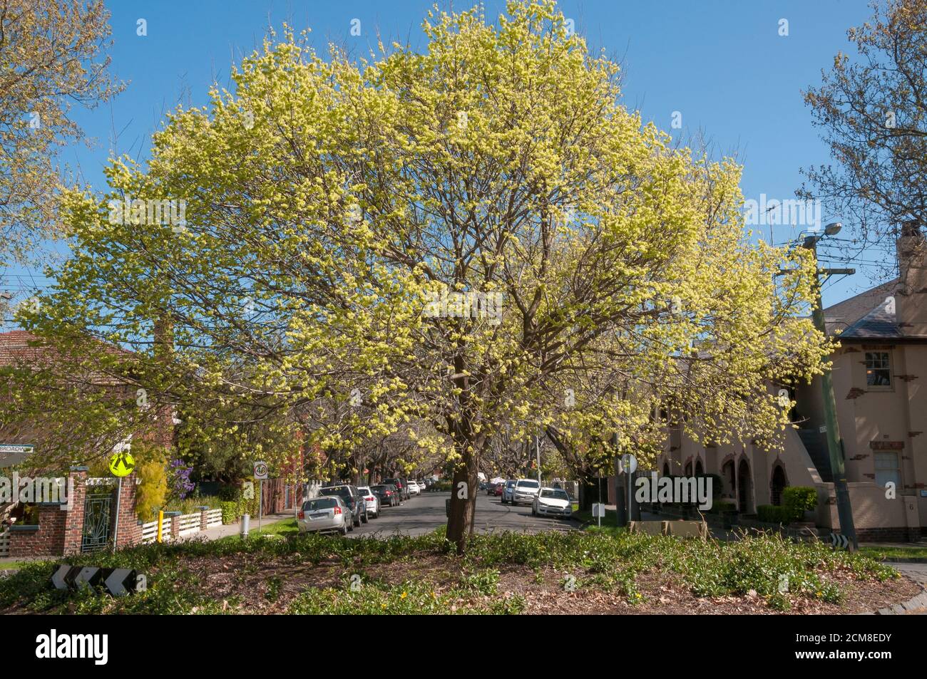 Spring foliage drapes a European elm street tree in the bayside suburb of Elwood, Melbourne, Australia Stock Photo