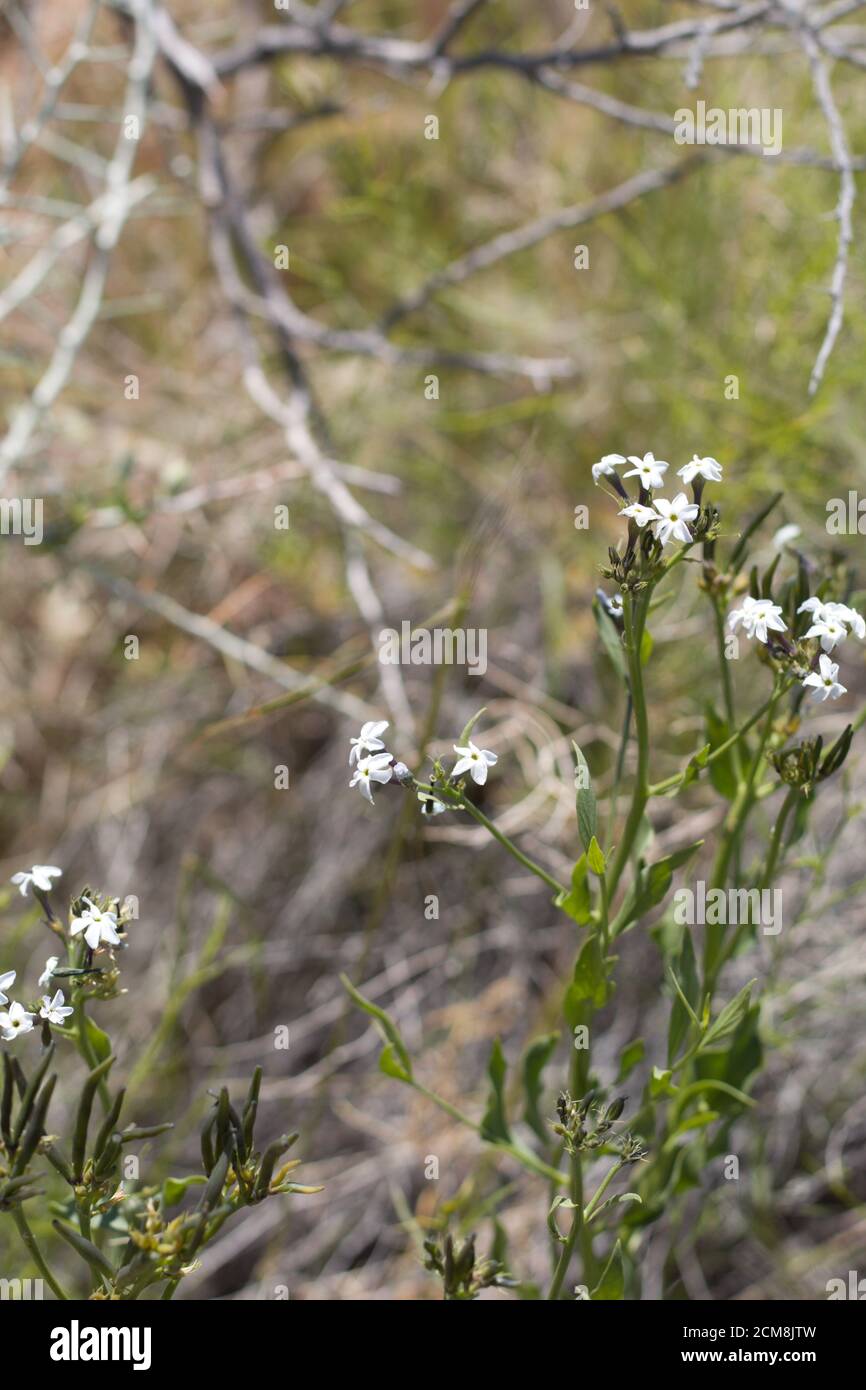 White cyme inflorescences, Wooly Bluestar, Amsonia Tomentosa, Apocynaceae, native subshrub, Joshua Tree National Park, South Mojave Desert, Spring. Stock Photo