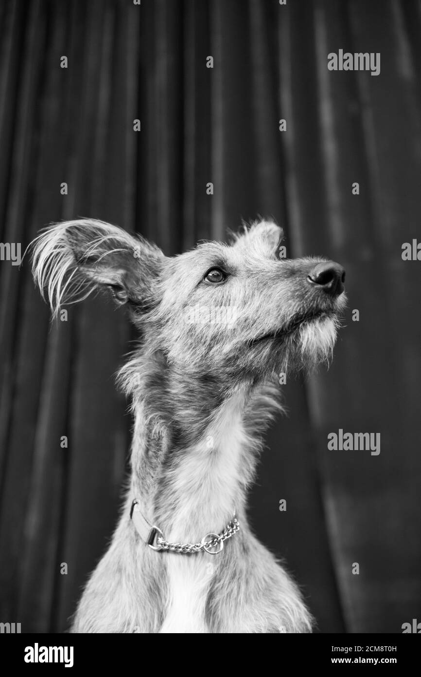 Irish Wolfhound Stock Photo