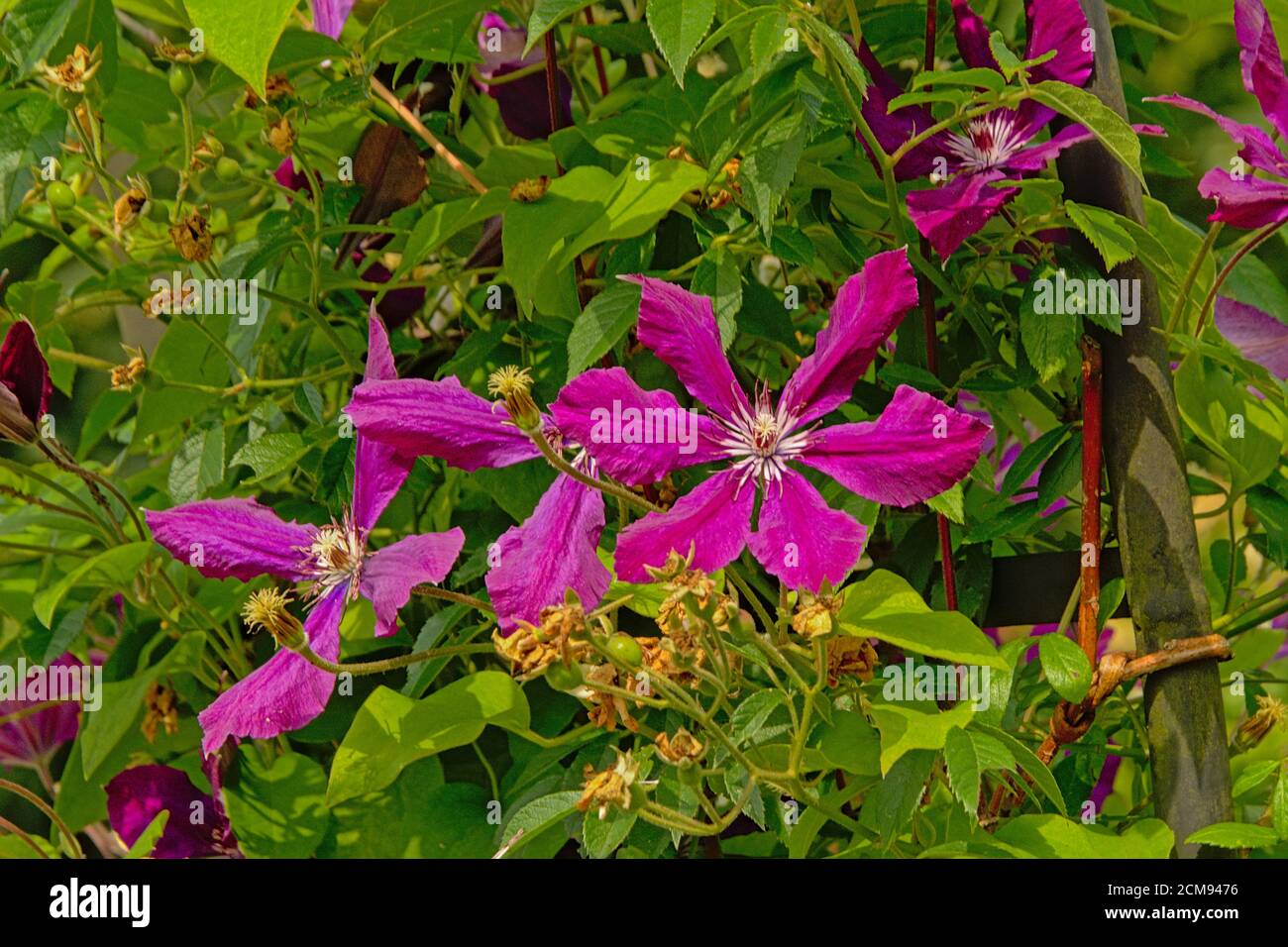 Purple Italian leather flower, Clematis viticella. Stock Photo