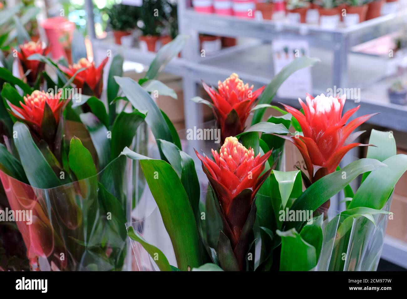 Bromelia Guzmania, flower with red petals and green leaves. Guzmania (tufted airplant) is a genus of over 120 species of flowering plants in the botan Stock Photo