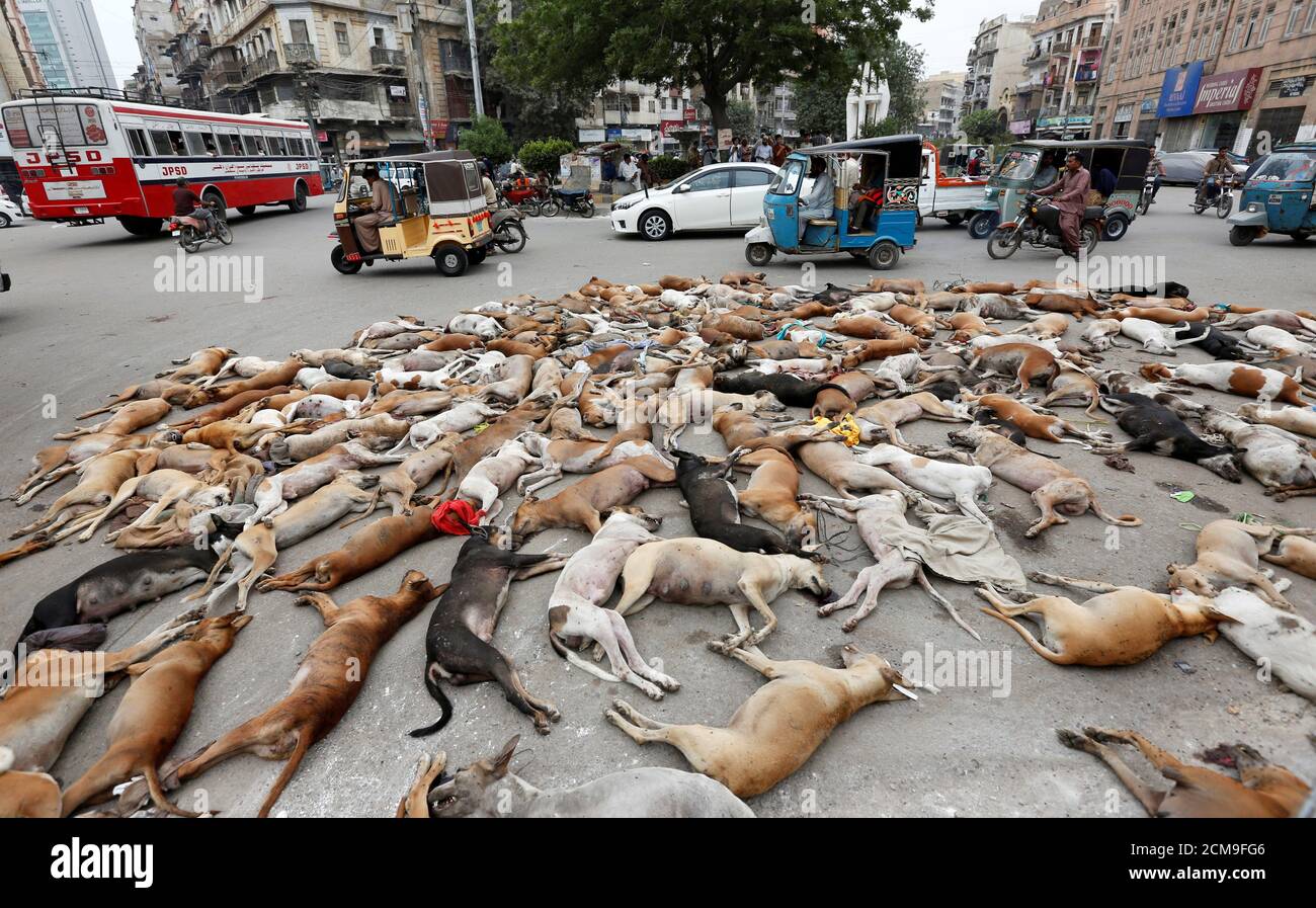 The carcasses of dead dogs are collected after they were culled using poison by the municipality in Karachi, Pakistan, August 4, 2016. REUTERS/Akhtar Soomro       TPX IMAGES OF THE DAY Stock Photo
