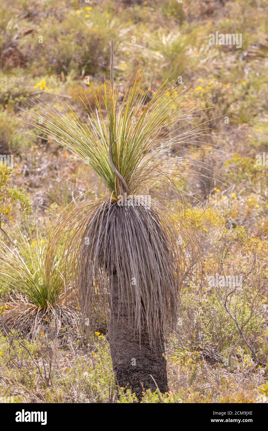 Grass Tree (Xanthorrhoea sp.) close to Jurien Bay, Western Australia Stock Photo