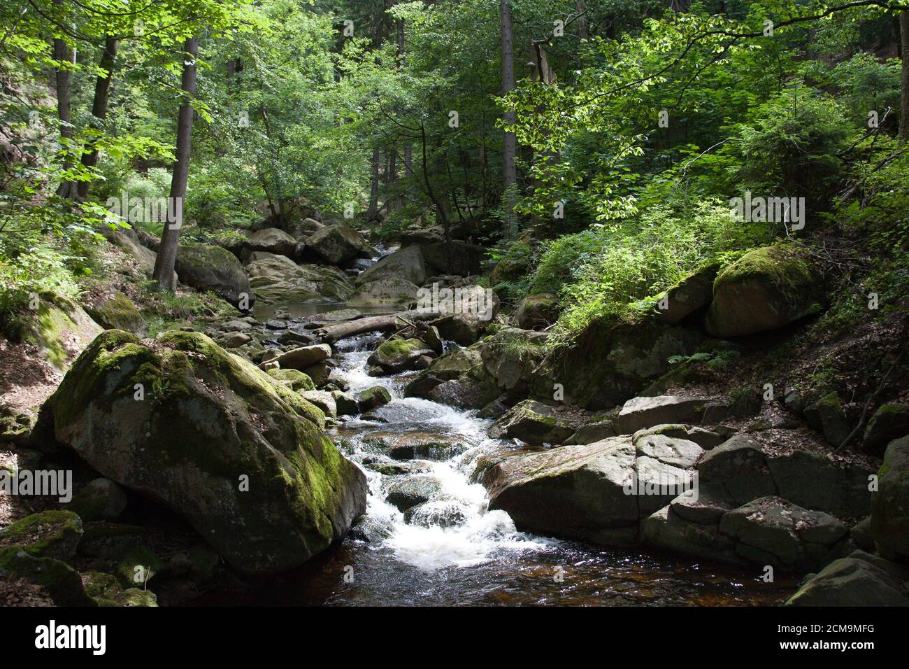 Forest River in the resin Stock Photo