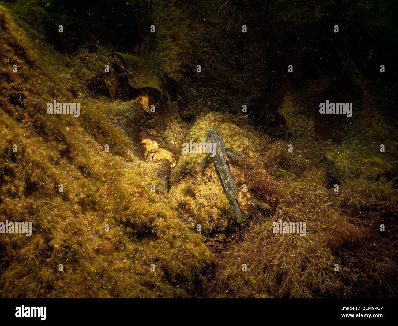 A closeup picture of a Black Goby, Gobius niger in a beautiful marine environment. Picture from Oresund, Malmo in southern Sweden. Stock Photo