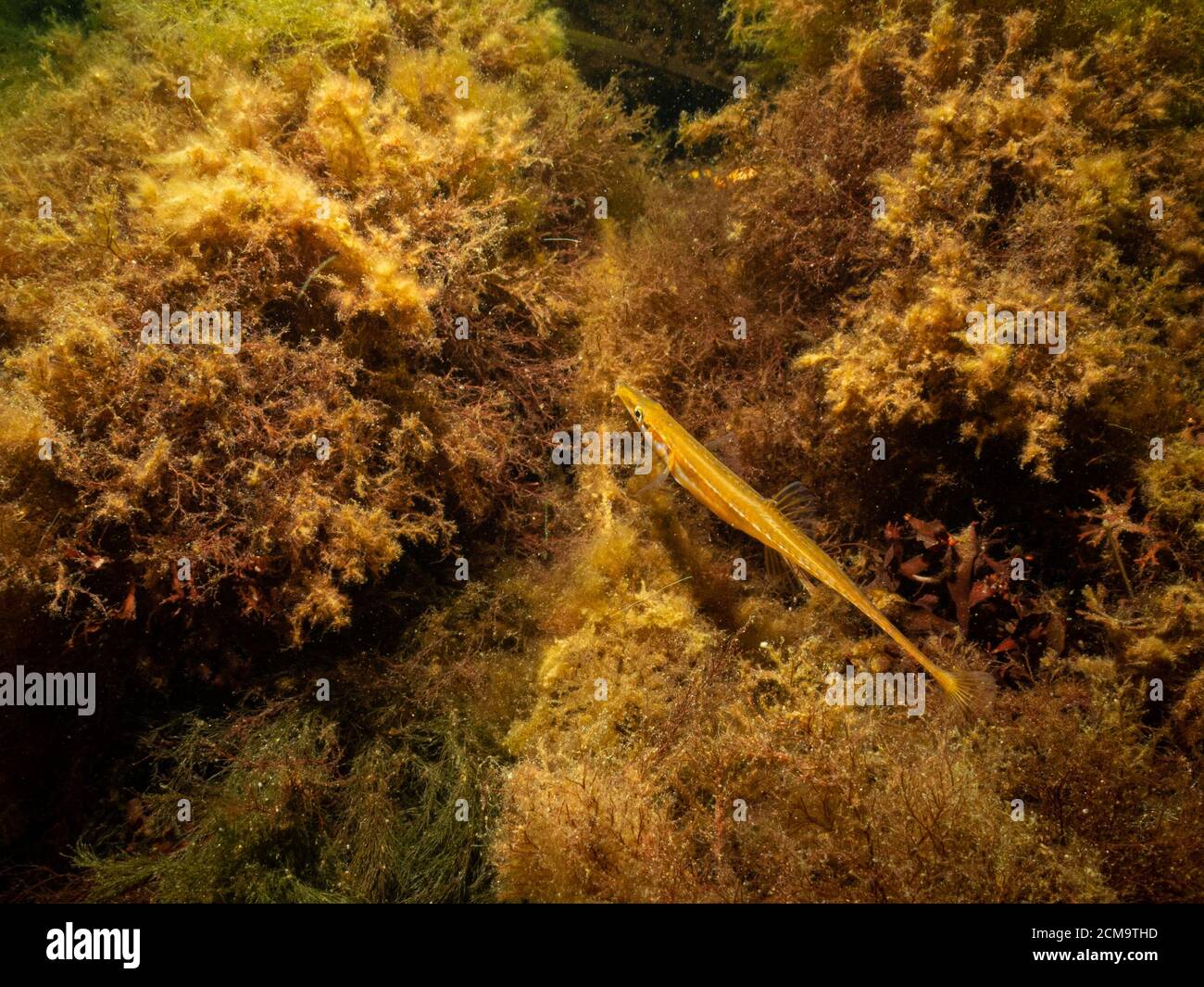 Picture of a Snake pipefish, Entelurus aequoreus. . Picture from Oresund, Malmo, southern Sweden Stock Photo
