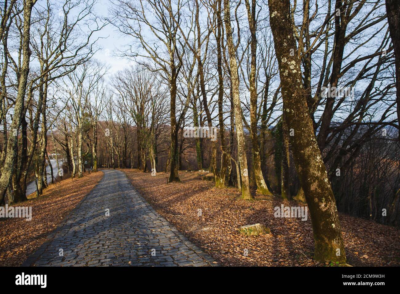 Road, pavement, paved with old stones in the autumn park Stock Photo ...