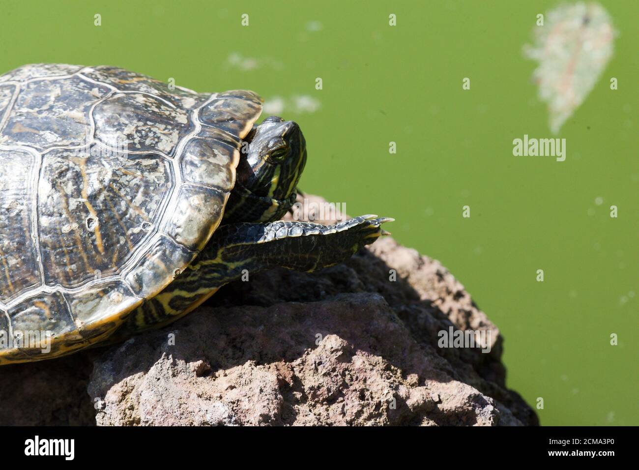 Sunbath turtle Stock Photo