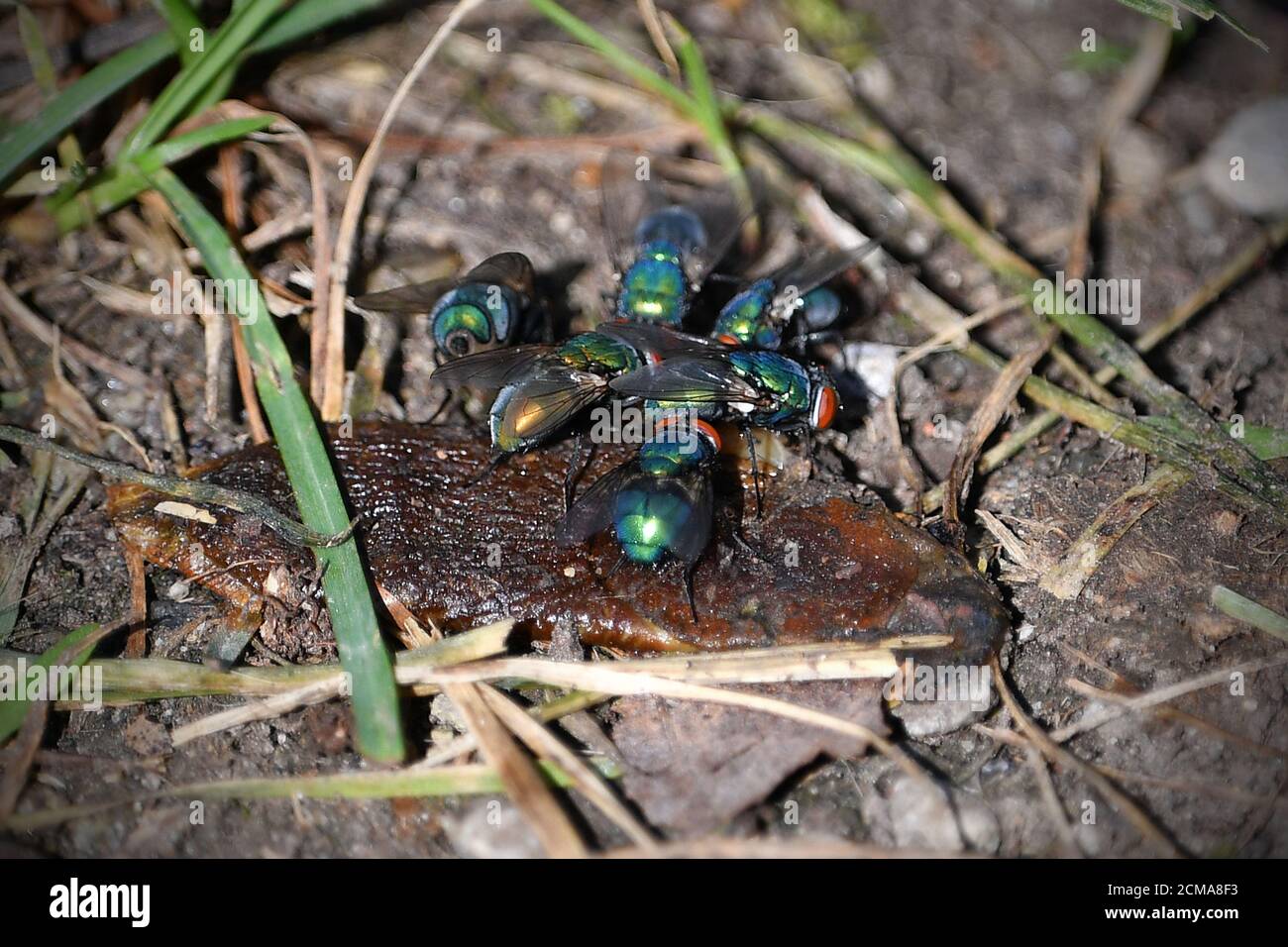 Munich, Deutschland. 14th Sep, 2020. Flies sit on the carcass of a dead nudibranch. The best-known representatives of the blowflies are the blue blowflies or meat flies (Calliphora vicina) and the metallic-gold-green shiny gold fly (Lucilia sericata). | usage worldwide Credit: dpa/Alamy Live News Stock Photo
