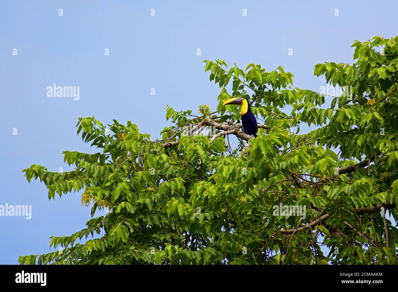 Toucan bird Stock Photo