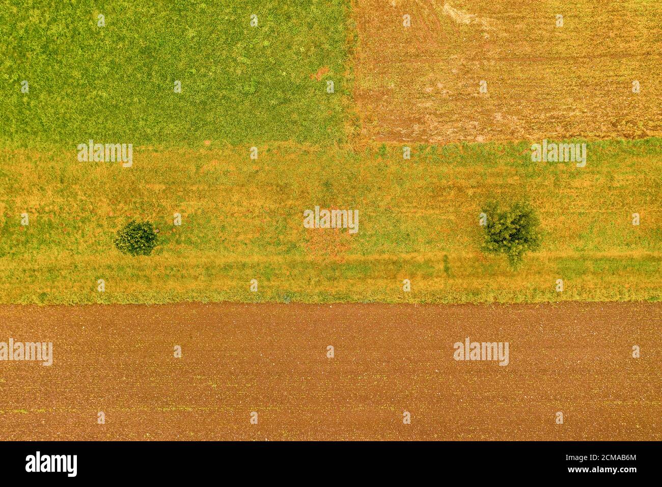 Aerial view top shot at a field with two trees, kind of minimalism, orange, natural background photo. Stock Photo