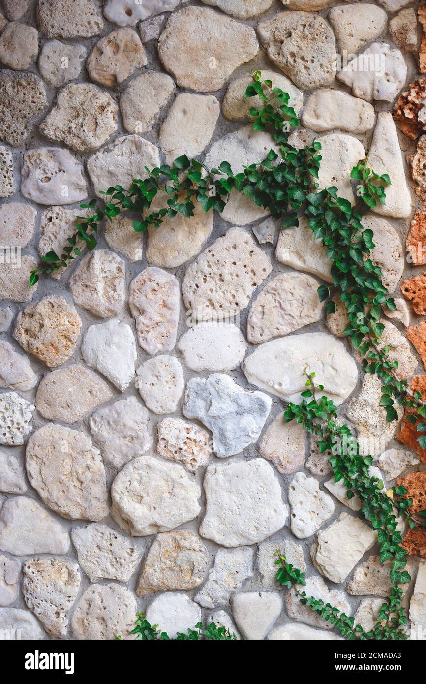 climbing green plant on a stone wall Stock Photo Alamy
