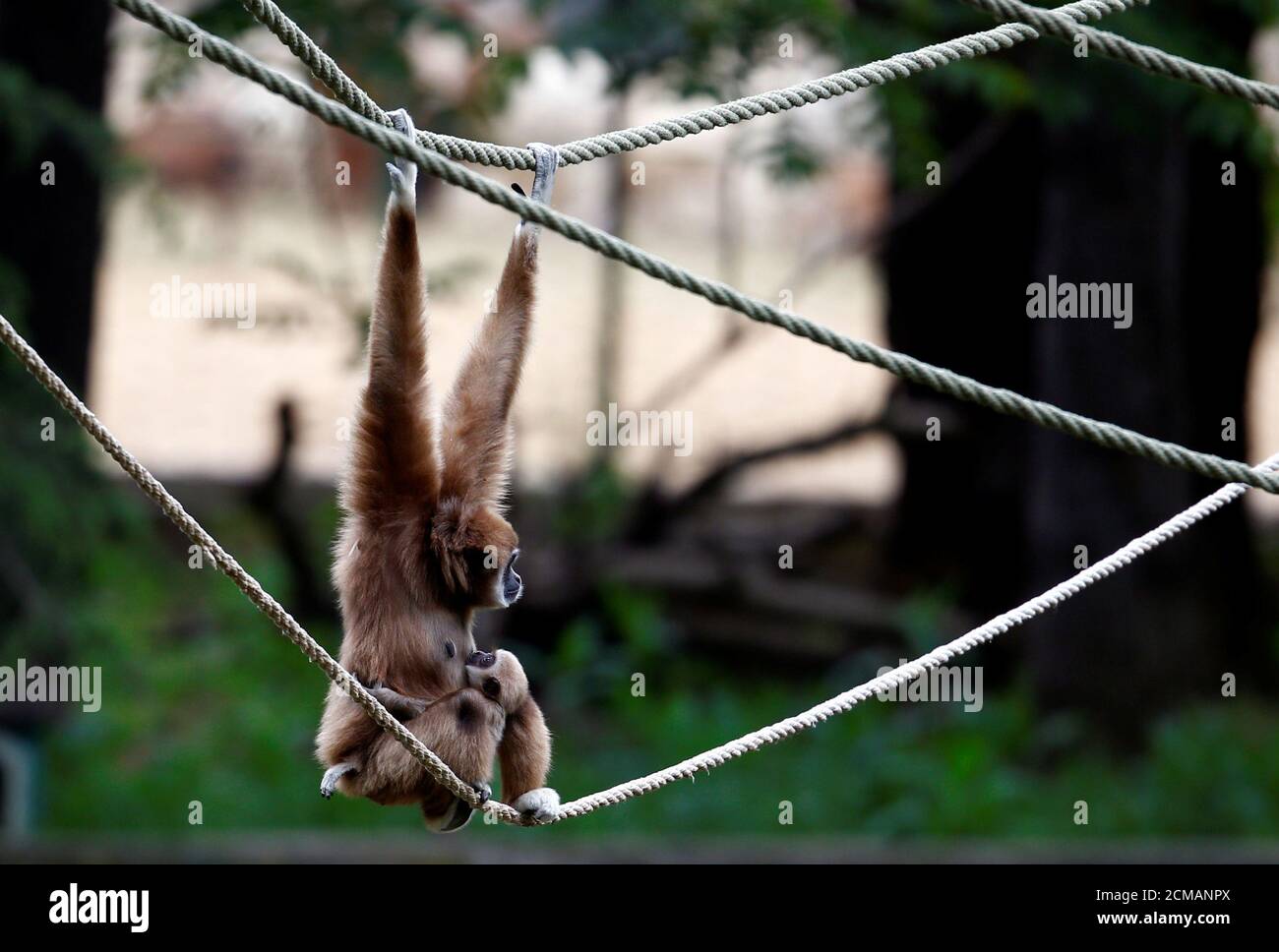 Skopje zoo hires stock photography and images Alamy