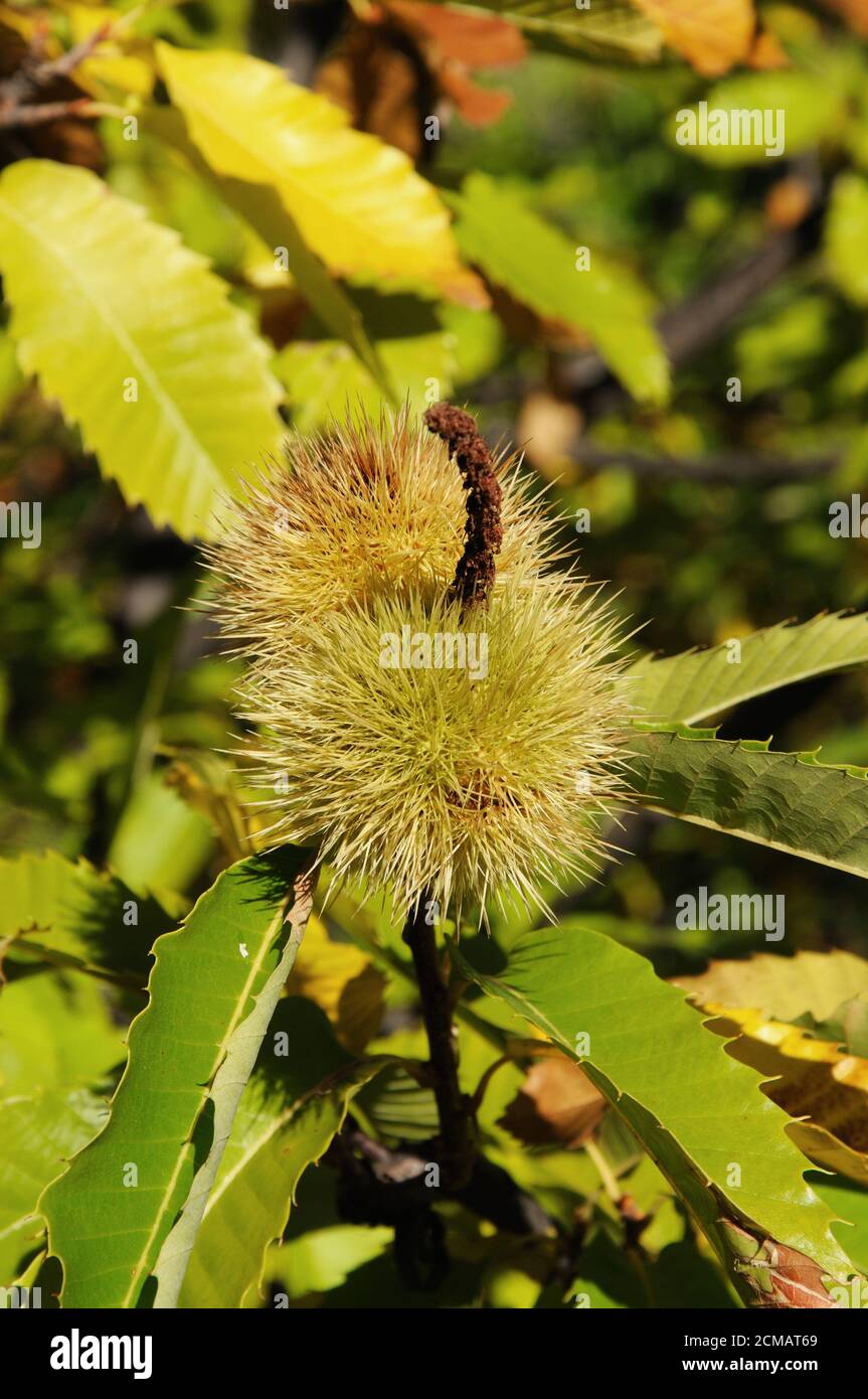 Chestnut Rind On Tree Woodland chestnuts hi-res stock photography and images - Alamy