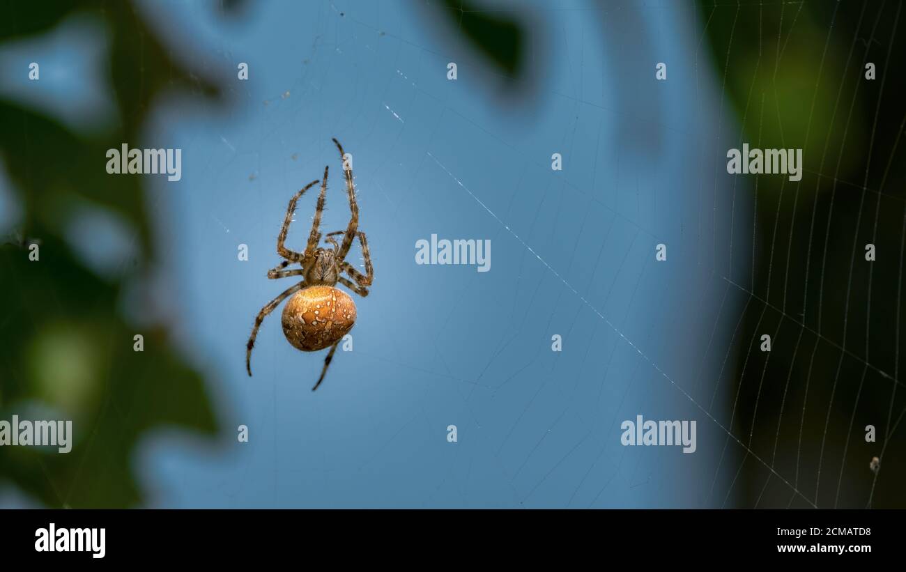 spinne, web, insecta, natur, tier, arachnid, makro, das spinnennetz, Stock Photo