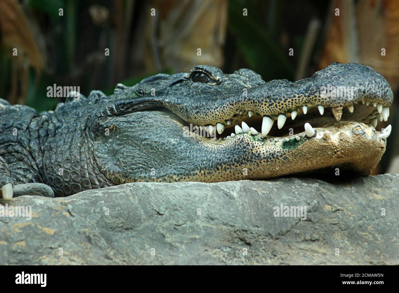Nile crocodile or Crocodylus niloticus, close-up head showing ferocious teeth and focused eyes, dangerous African apex predator living near water Stock Photo