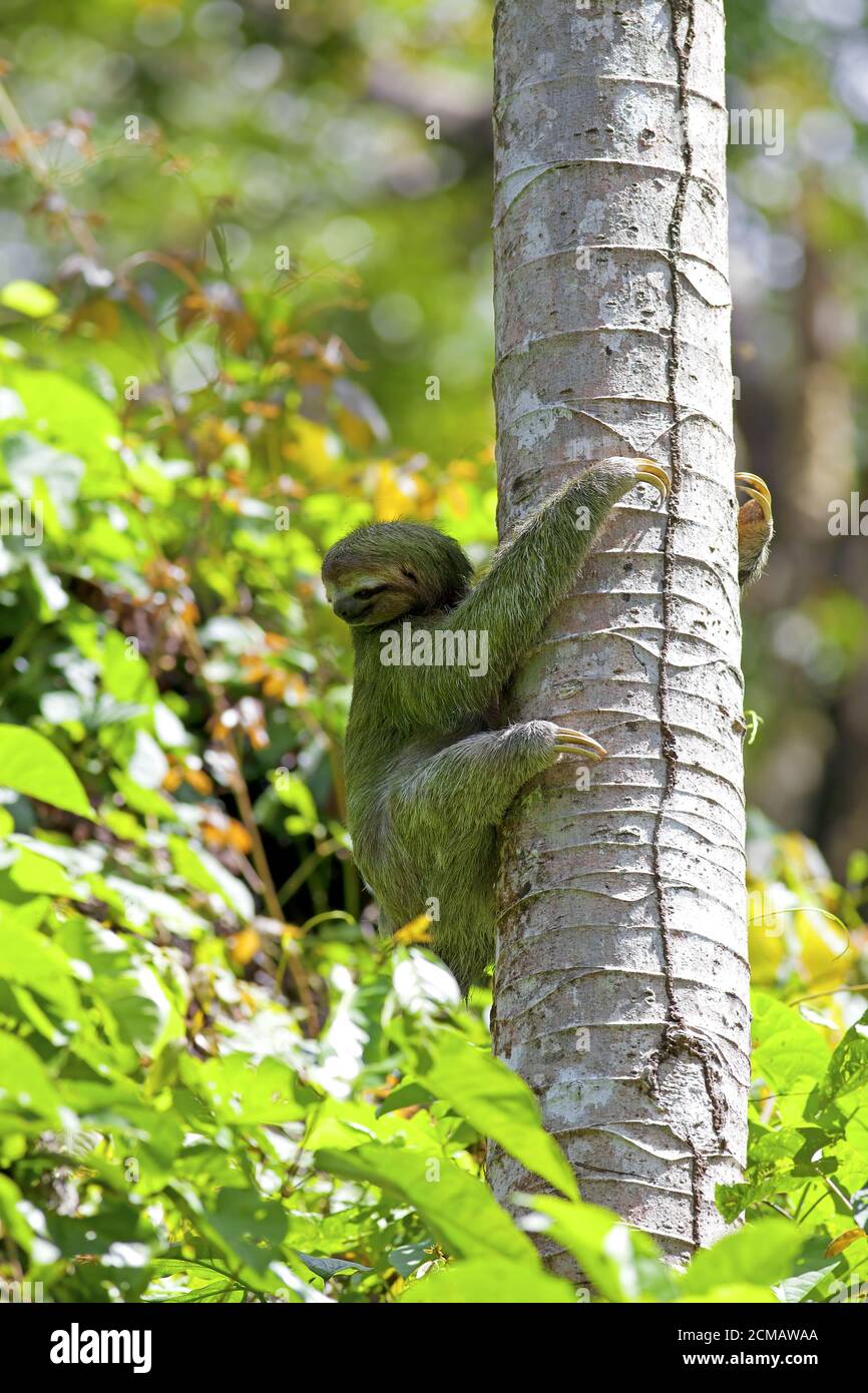 Three-toed Sloth Stock Photo