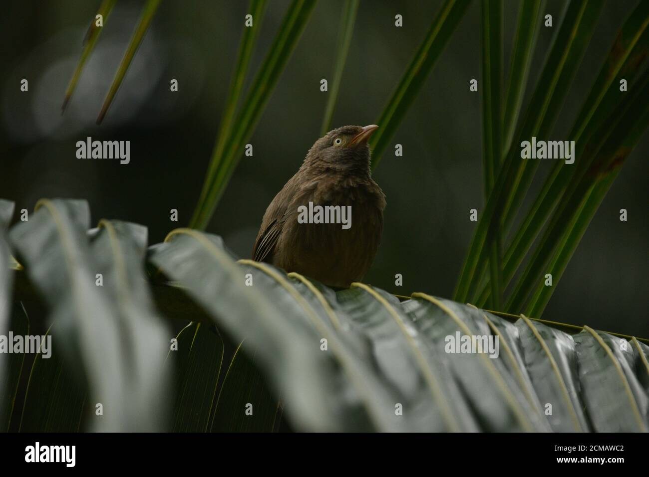 COMMON jUNGLE BABBLER Stock Photo