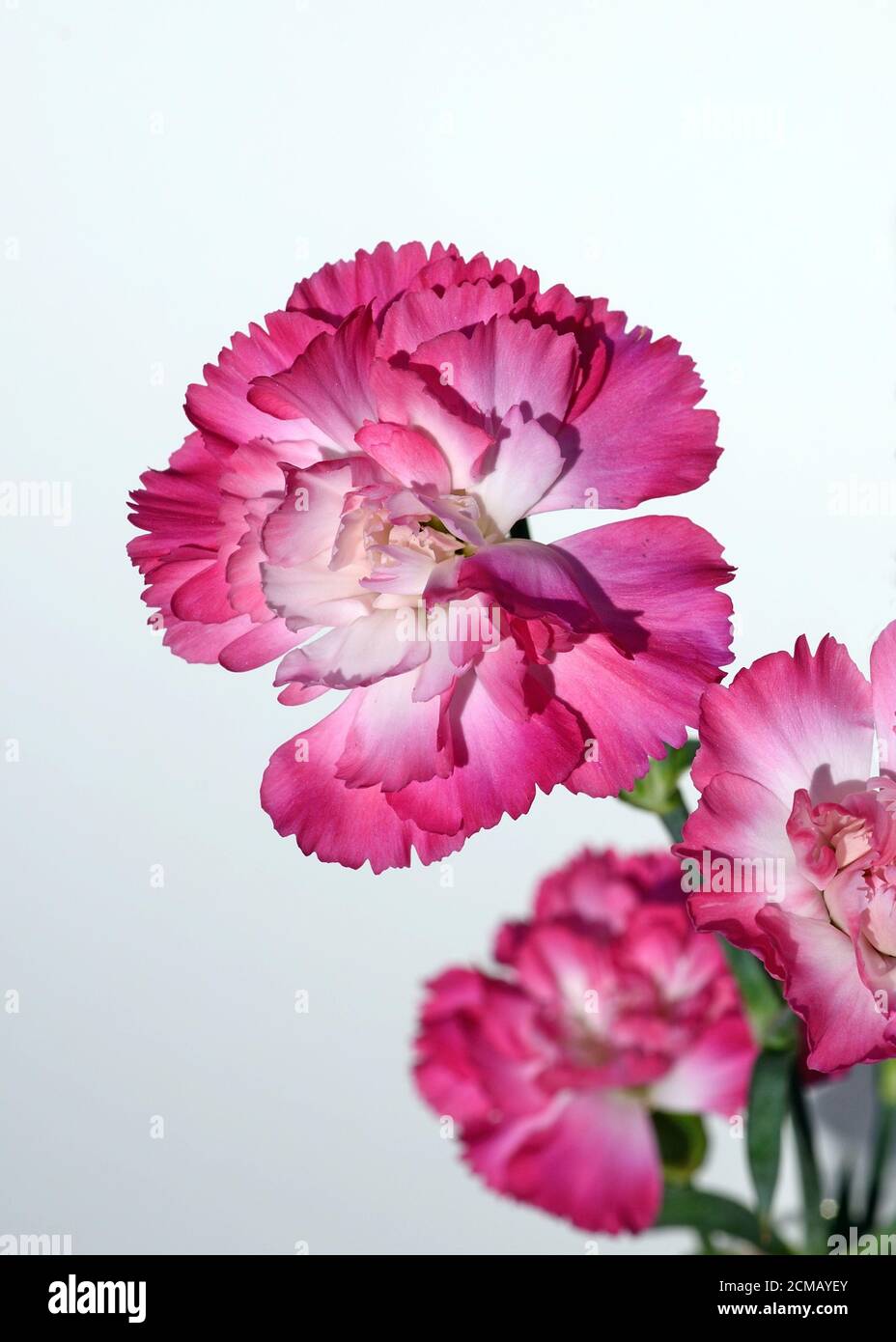 Pink Carnations against a white background, UK Stock Photo